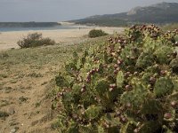 Opuntia tuna 9, Saxifraga-Jan van der Straaten