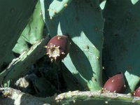 Opuntia vulgaris