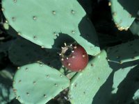 Opuntia vulgaris 2, Saxifraga-Jan van der Straaten