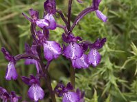 Orchis anatolica 10, Saxifraga-Jan van der Straaten