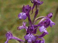 Orchis anatolica 8, Saxifraga-Jan van der Straaten