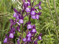 Orchis anatolica 9, Saxifraga-Jan van der Straaten