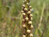 Orchis anthropophora 10, Poppenorchis, Saxifraga-Jan van der Straaten