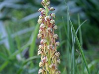 Orchis anthropophora 16, Poppenorchis, Saxifraga-Jeroen Willemsen