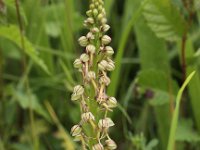 Orchis anthropophora 18, Poppenorchis, Saxifraga-Peter Meininger