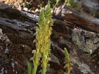 Orchis anthropophora 19, Poppenorchis, Saxifraga-Hans Dekker