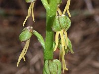 Orchis anthropophora 21, Poppenorchis, Saxifraga-Hans Dekker