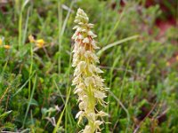 Orchis anthropophora 24, Poppenorchis, Saxifraga-Hans Dekker