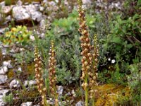 Orchis anthropophora 27, Poppenorchis, Saxifraga-Hans Dekker