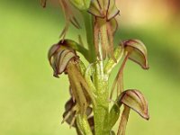 Orchis anthropophora 28, Poppenorchis, Saxifraga-Hans Dekker