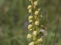 Orchis anthropophora 30, Poppenorchis, Saxifraga-Willem van Kruijsbergen