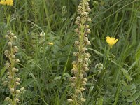 Orchis anthropophora 31, Poppenorchis, Saxifraga-Willem van Kruijsbergen