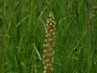 Orchis anthropophora 33, Poppenorchis, Saxifraga-Dirk Hilbers