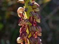 Orchis anthropophora 35, Poppenorchis, Saxifraga-Harry Jans