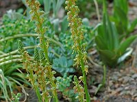 Orchis anthropophora 4, Poppenorchis, Saxifraga-Willem van Kruijsbergen