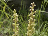 Orchis anthropophora 41, Poppenorchis, Saxifraga-Willem van Kruijsbergen