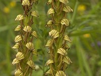 Orchis anthropophora 8, Poppenorchis, Saxifraga-Jan van der Straaten