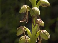 Orchis anthropophora 9, Poppenorchis, Saxifraga-Jan van der Straaten