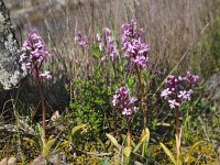 Orchis brancifortii 3, Saxifraga-Hans Dekker