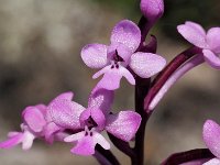 Orchis brancifortii 4, Saxifraga-Hans Dekker