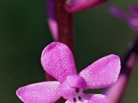 Orchis brancifortii 5, Saxifraga-Hans Dekker