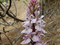 Orchis canariensis 2, Saxifraga-Rutger Barendse