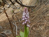 Orchis canariensis 4, Saxifraga-Rutger Barendse