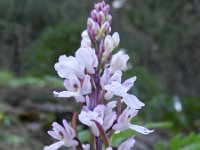 Orchis canariensis 7, Saxifraga-Rutger Barendse