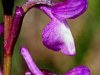 Orchis champagneuxii 11, Saxifraga-Hans Dekker