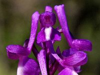 Orchis champagneuxii 13, Saxifraga-Hans Dekker