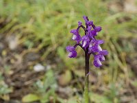 Orchis champagneuxii 2, Saxifraga-Jan van der Straaten