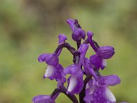 Orchis champagneuxii 3, Saxifraga-Jan van der Straaten