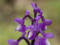 Orchis champagneuxii 4, Saxifraga-Jan van der Straaten