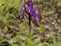 Orchis champagneuxii 5, Saxifraga-Willem van Kruijsbergen