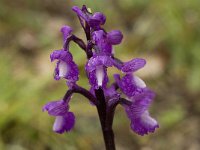 Orchis champagneuxii 7, Saxifraga-Willem van Kruijsbergen