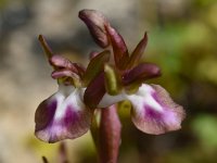 Orchis collina 2, Saxifraga-Harry Jans