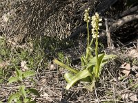 Orchis galilaea : Gebied, Israel, Orchid, Orchis, www.Saxifraga.nl