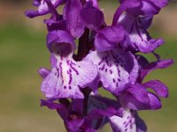 Orchis ichnusae 3, Saxifraga-Hans Dekker