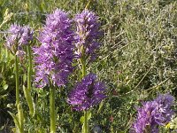 Orchis italica 15, Saxifraga-Willem van Kruijsbergen