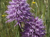 Orchis italica 19, Saxifraga-Willem van Kruijsbergen