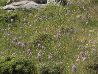 Orchis italica 20, Saxifraga-Willem van Kruijsbergen