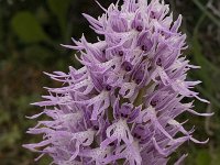 Orchis italica 27, Saxifraga-Willem van Kruijsbergen