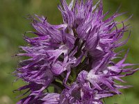 Orchis italica 3, Saxifraga-Willem van Kruijsbergen