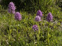 Orchis italica 37, Saxifraga-Jan van der Straaten