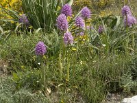 Orchis italica 38, Saxifraga-Jan van der Straaten