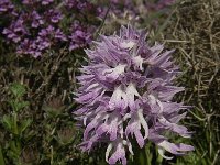 Orchis italica 44, Saxifraga-Jan van der Straaten