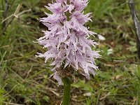 Orchis italica 45, Saxifraga-Willem van Kruijsbergen