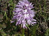 Orchis italica 48, Saxifraga-Willem van Kruijsbergen