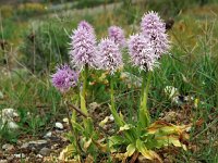 Orchis italica 49, Saxifraga-Hans Dekker