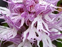 Orchis italica 53, Saxifraga-Hans Dekker